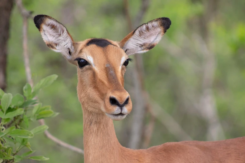 an antelope staring in a forest with some plants