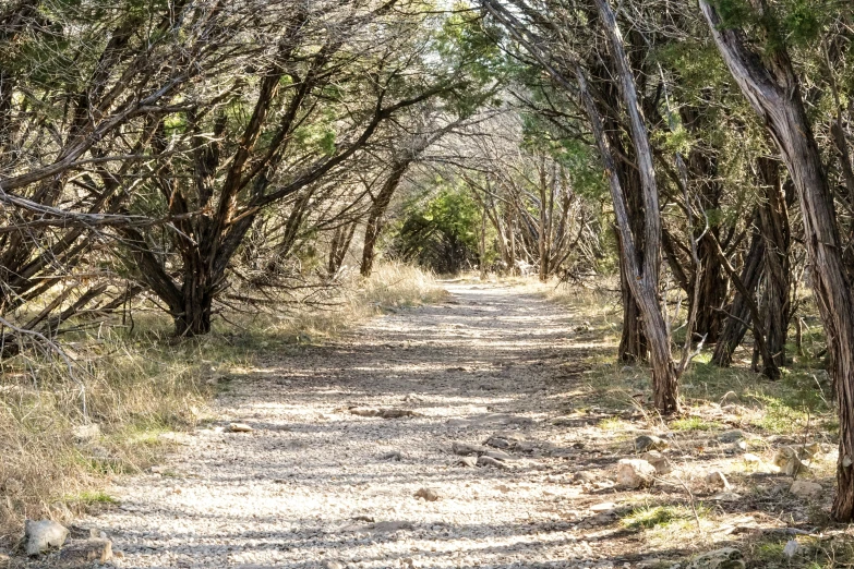 a dirt road surrounded by trees that has no leaves on them