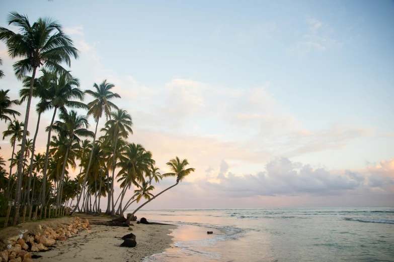 the beach is next to some coconut trees