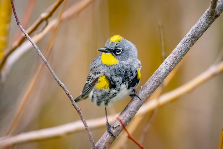 a gray and yellow bird sits on top of a nch