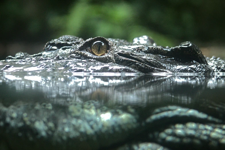 the eye of an alligator is reflecting the water