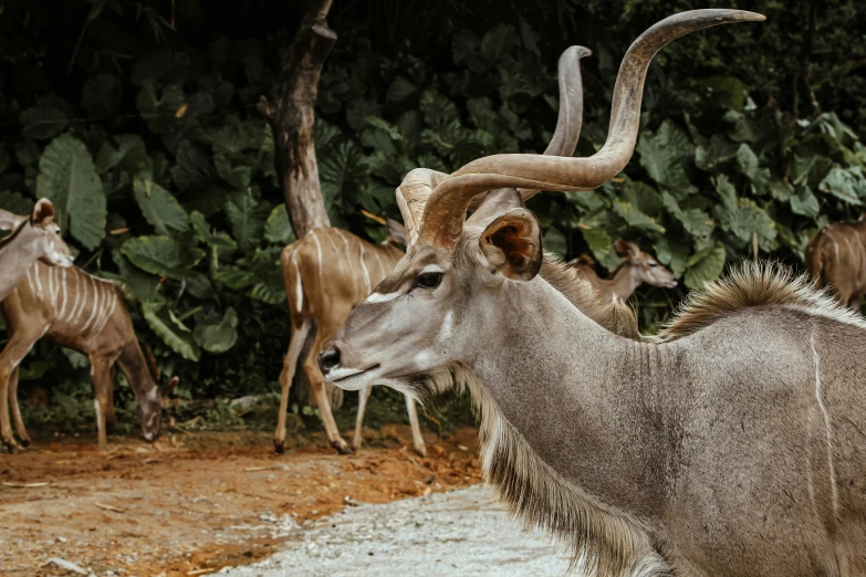 a herd of antelopes is shown with its curved horns