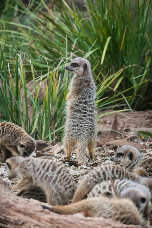 many small meerkats are huddled together in a field