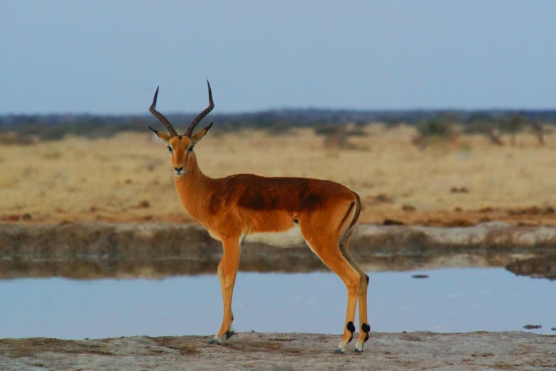 a gazelle standing by the edge of a pond