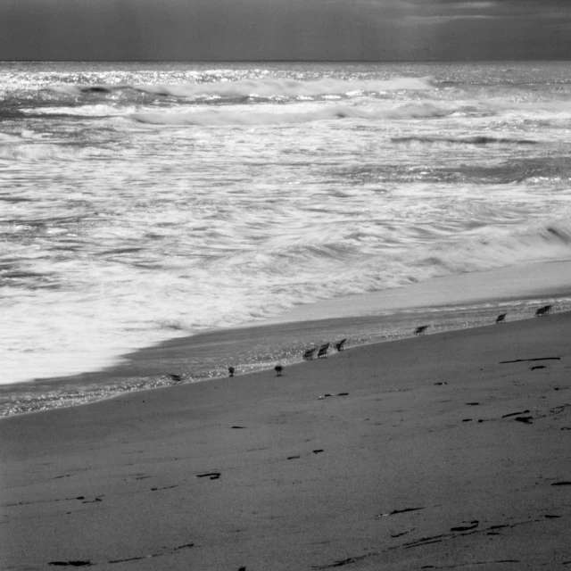 birds are walking along the edge of the water on a beach