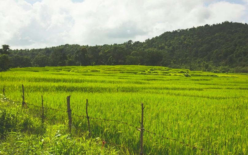 a lush, green field next to a forested forest