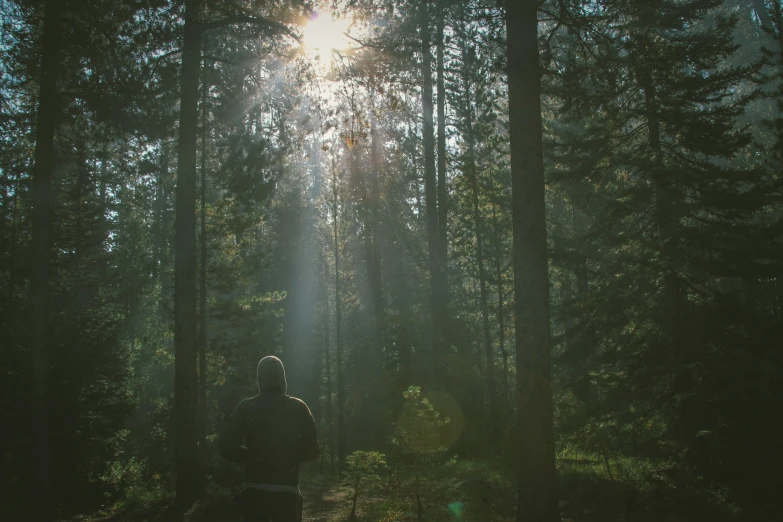 a man is walking in the sunlight through the trees