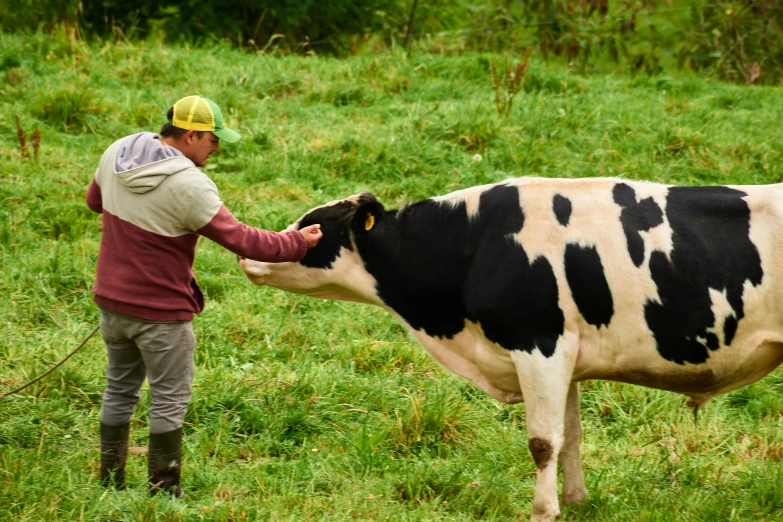 a man in a yellow hat milking a cow