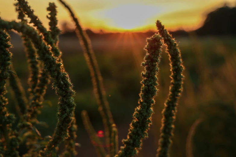 the setting sun as viewed through some plants