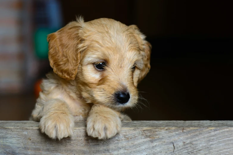 a cute puppy laying on top of a wooden table