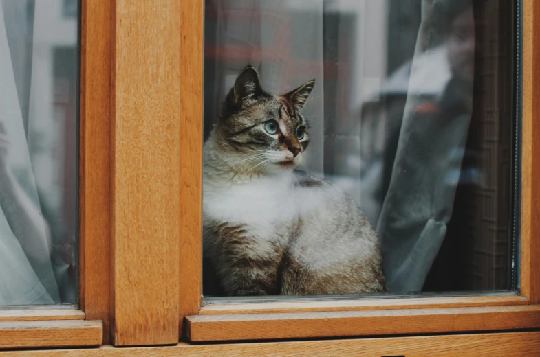 a cat is sitting on the windowsill staring out the window