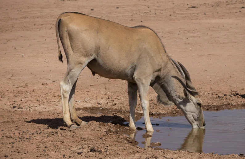 a goat drinking water from a dle on a dirt field