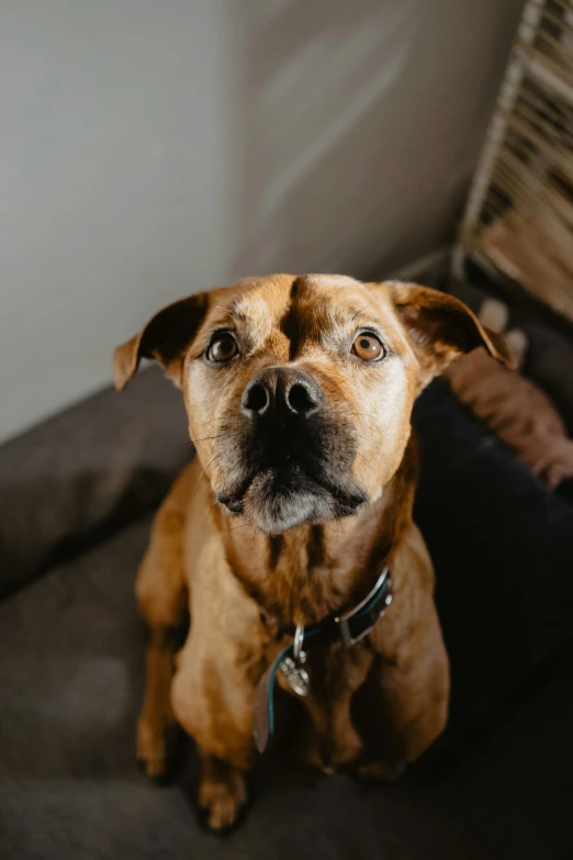 a dog staring with a big frown on his face