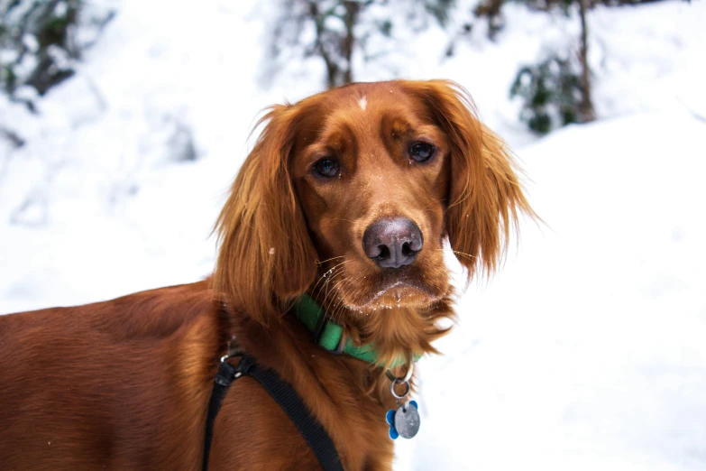 a close up of a dog standing on a snowy field