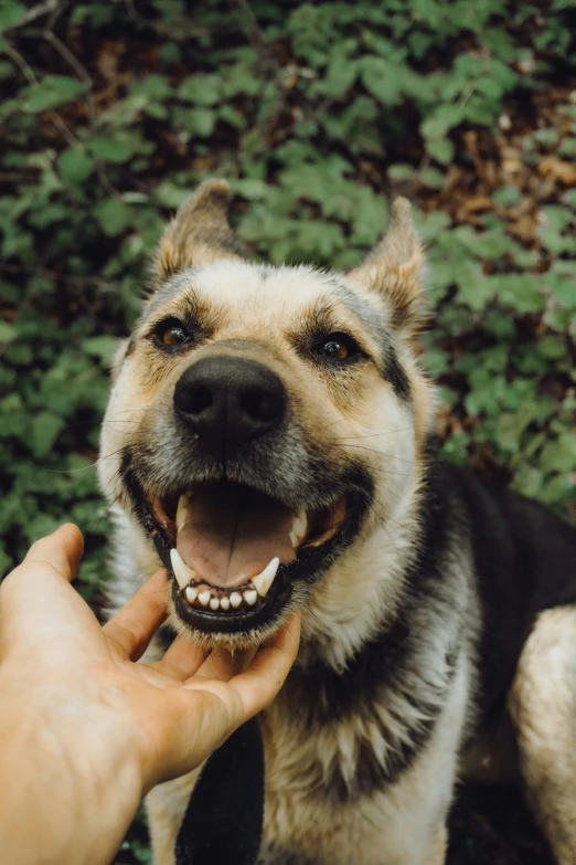 a dog with its mouth open while being petted by a person