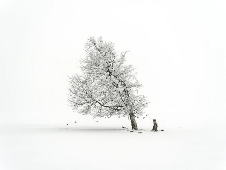 the person is standing beside a tree in the snow