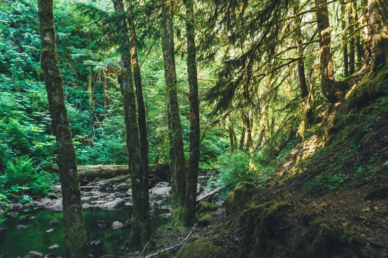 a small stream flowing through a forest filled with lots of trees