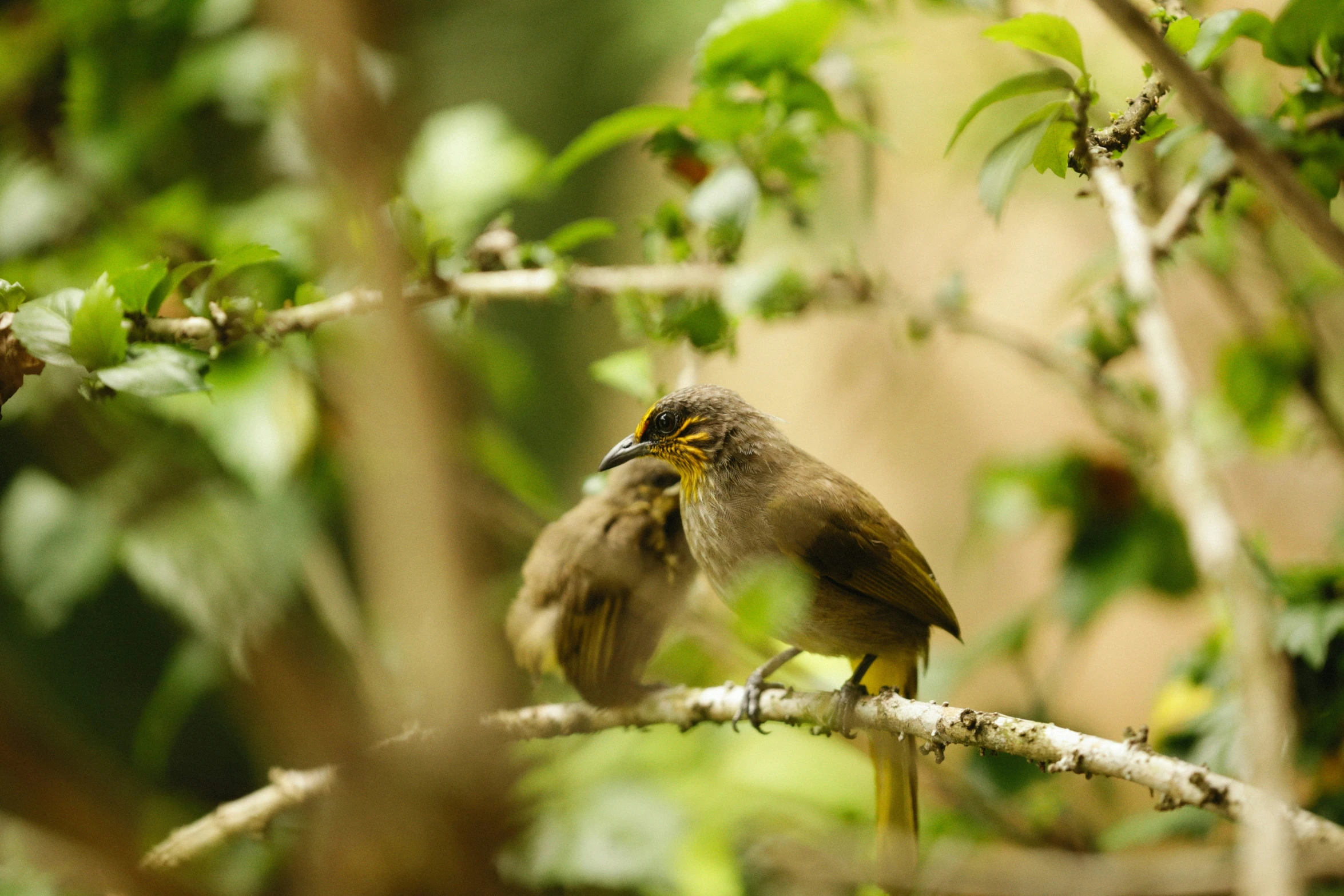 a bird sitting on a nch near some trees