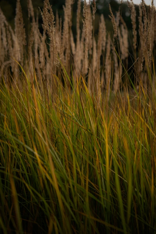 plants in the grass with clouds in the background