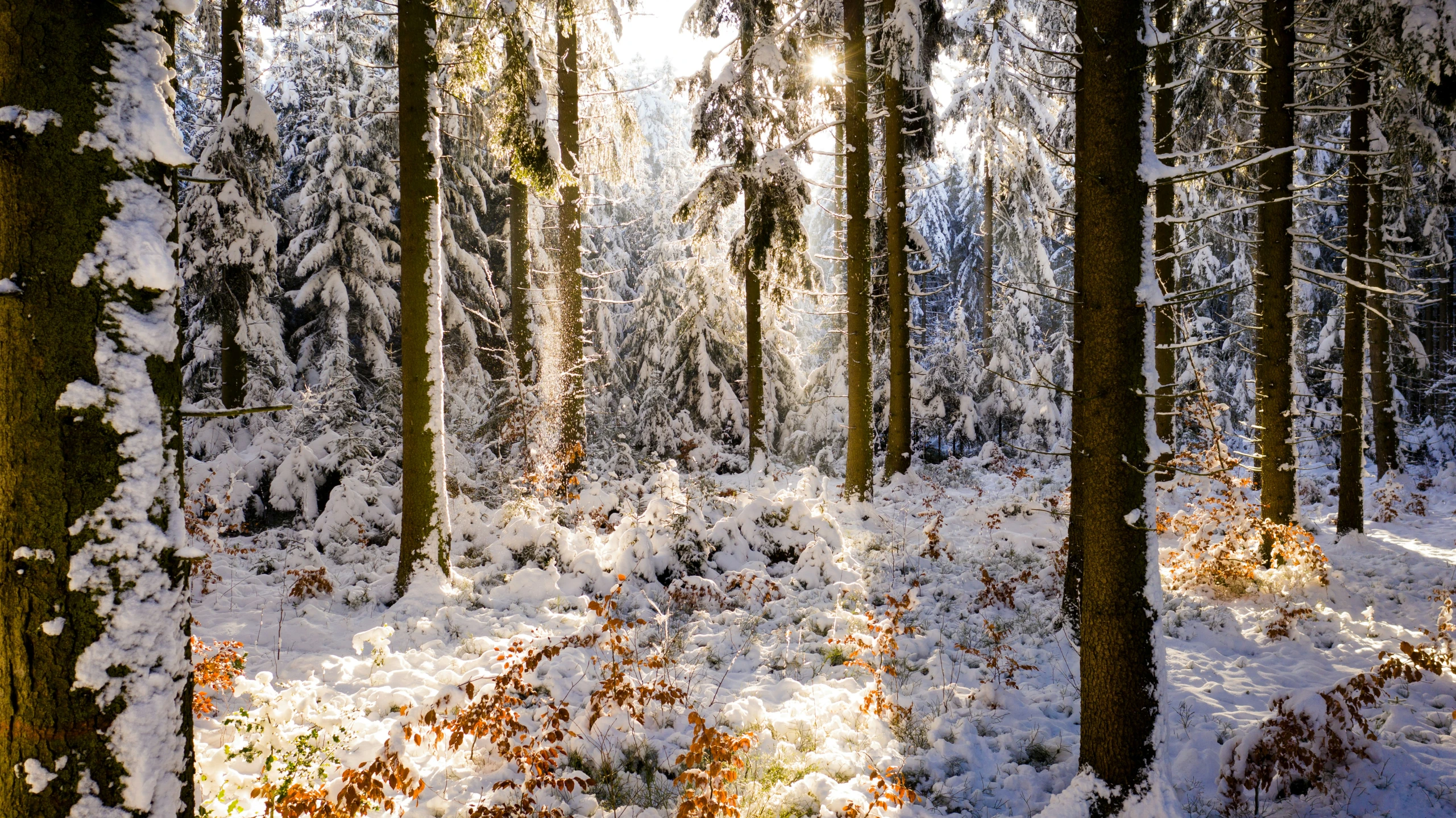 the sun shines through a snow covered forest