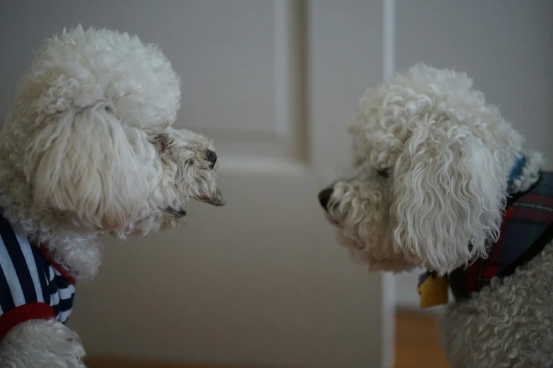 two dogs looking into each other's eyes