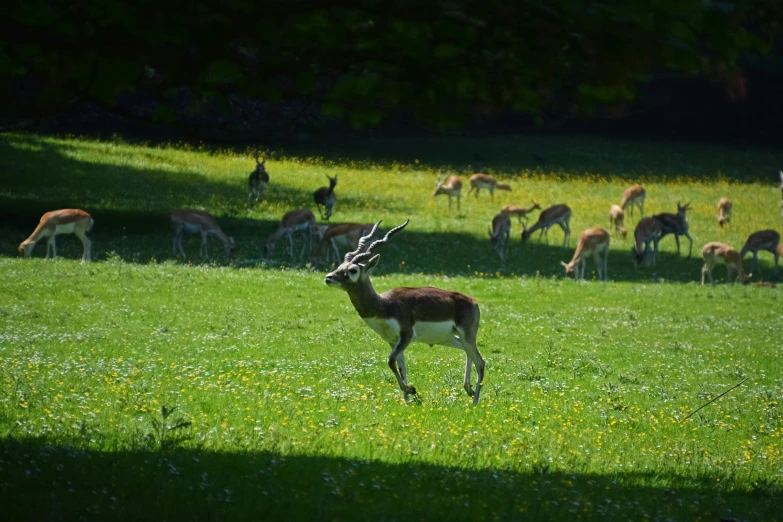 some deer that are in the grass in the day