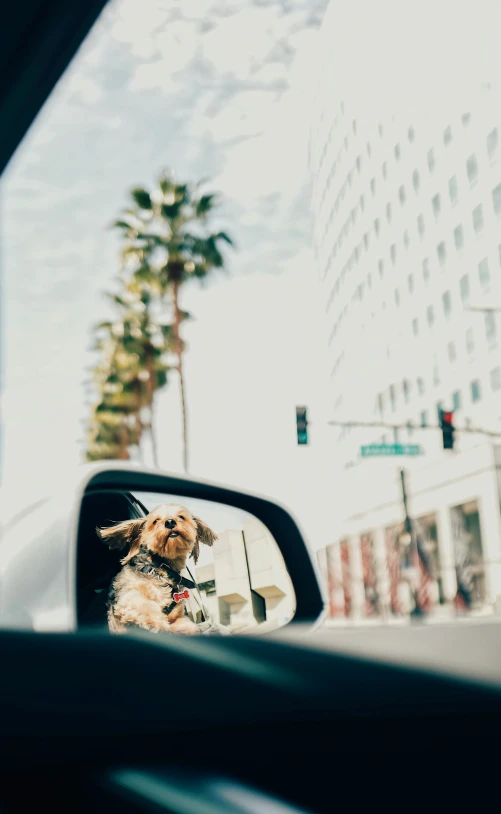 a side view mirror of a car with a dog