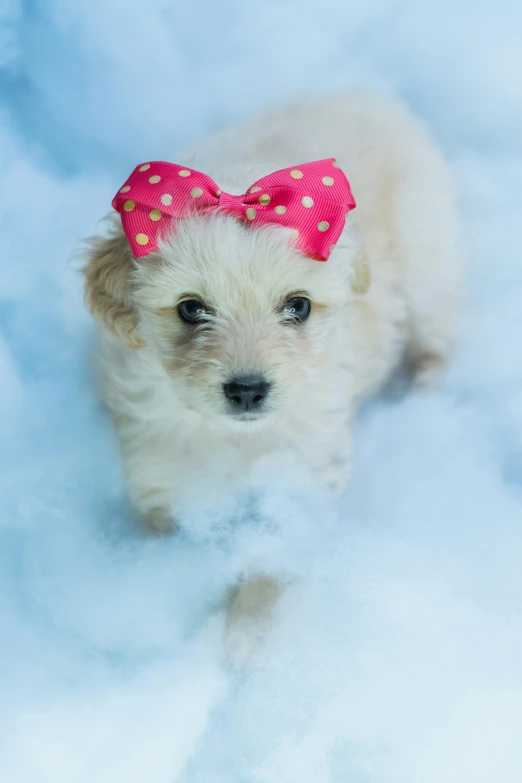 a small white dog with a pink and red bow on it's head