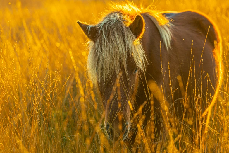 the brown and white horse stands in tall grass