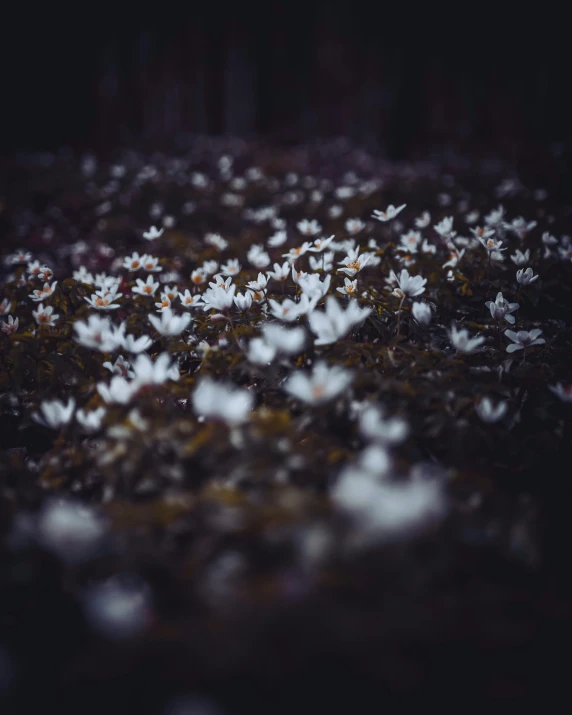 a bunch of small white flowers with many petals