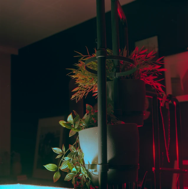 a potted plant is seen in the dark