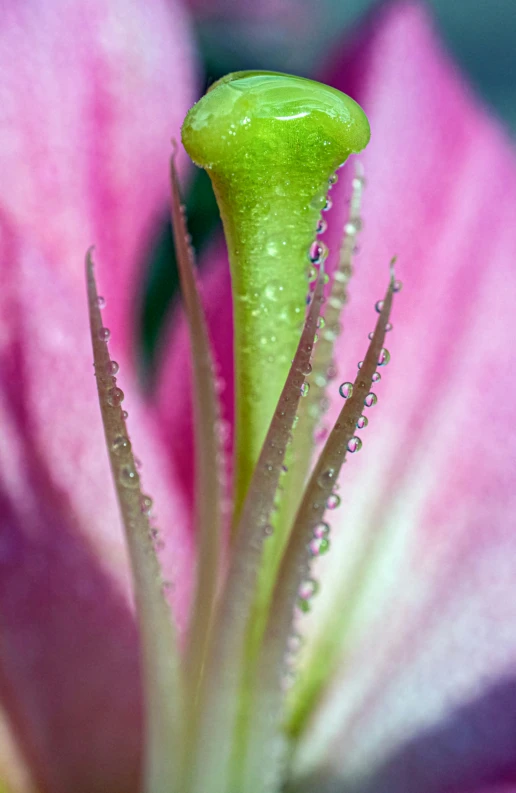 the inside of a purple flower with water droplets