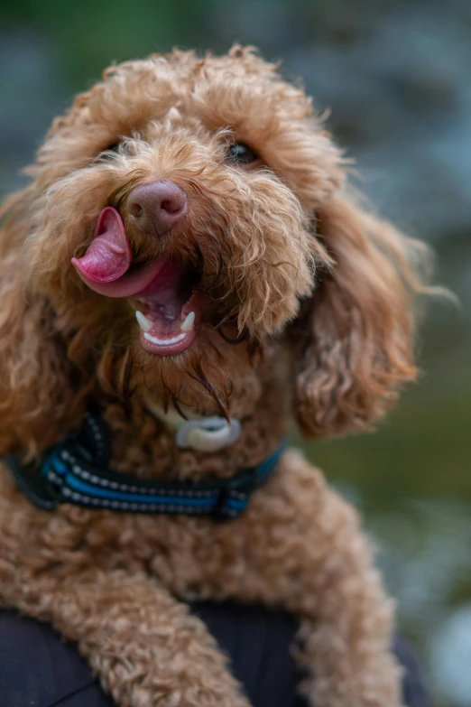 dog sitting on a mans back with his tongue out