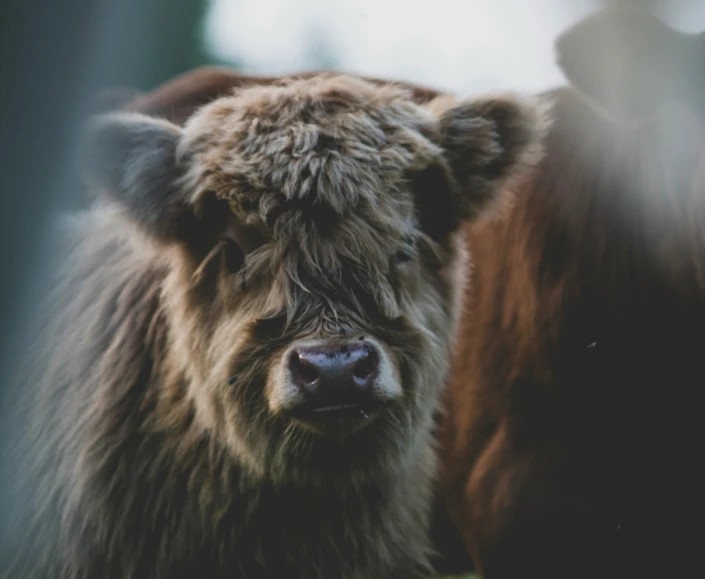 the cow is standing alone by itself outside