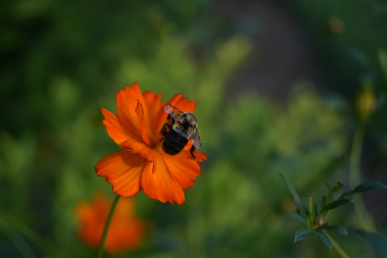 a small bum in a field of flowers