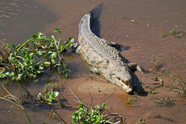 the crocodile is resting on the side of the water