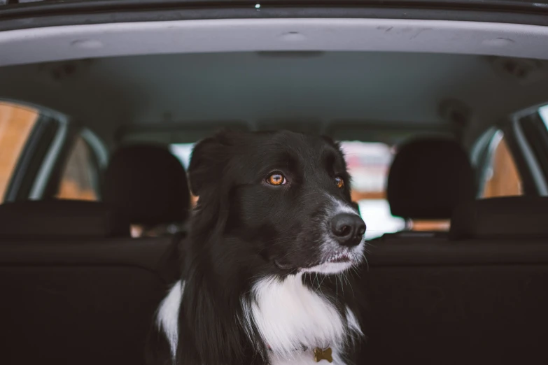 a dog that is sitting in the back seat of a car