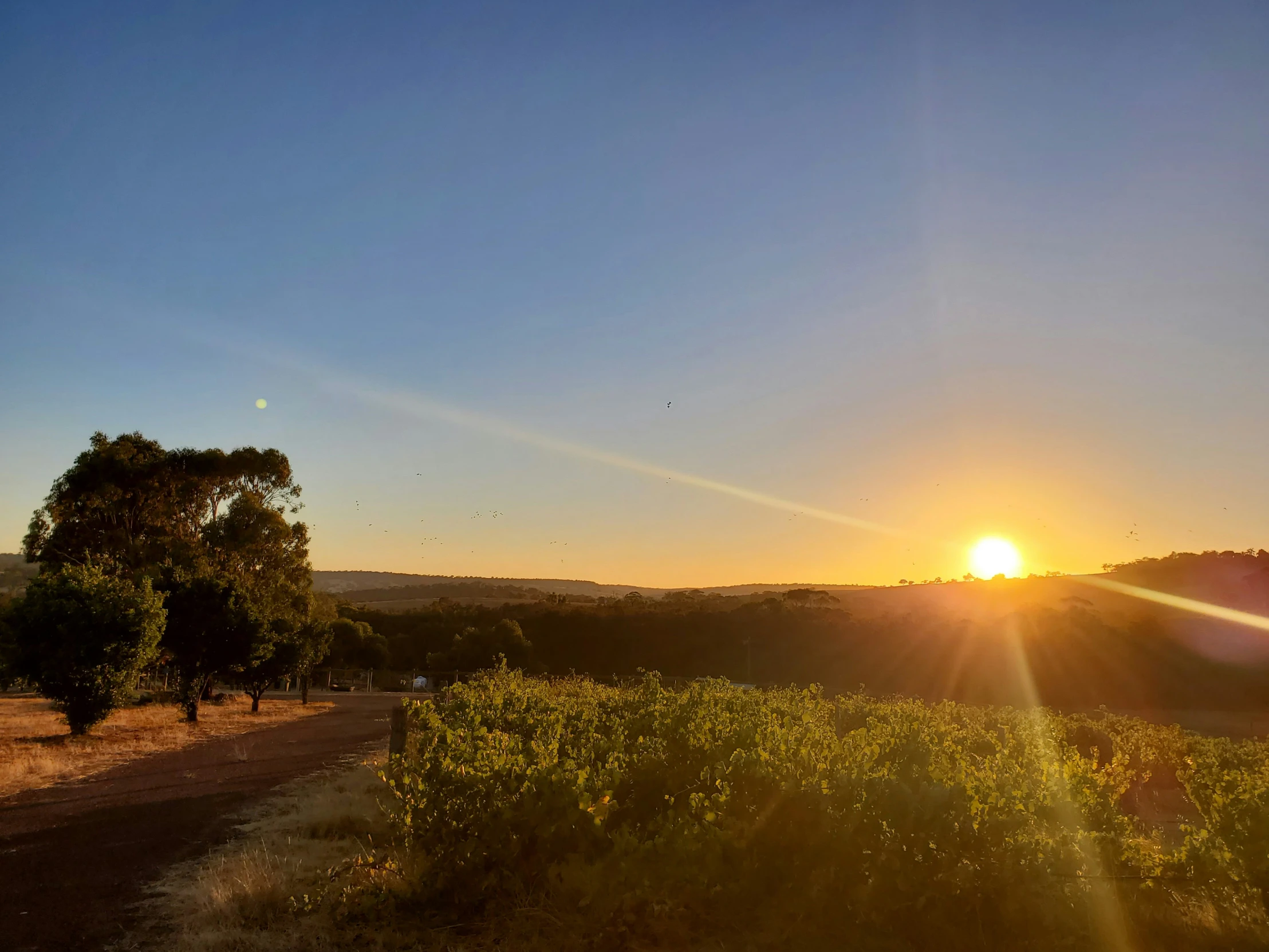 the sun sets behind a mountain top field with trees