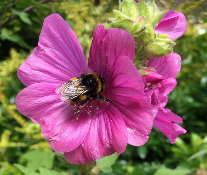 bee on the purple flower, with lots of green