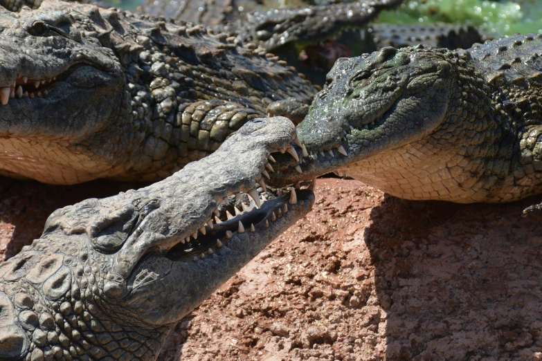 two alligators are lying on the ground, sharing a snack