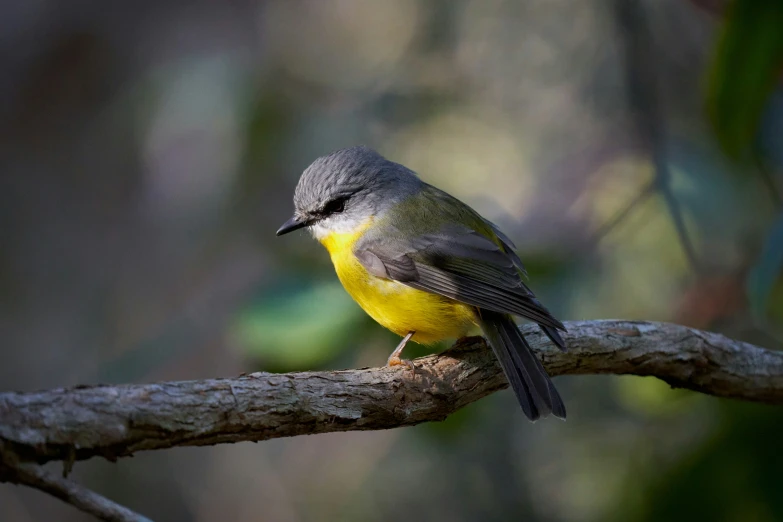 a bird perched on a thin nch