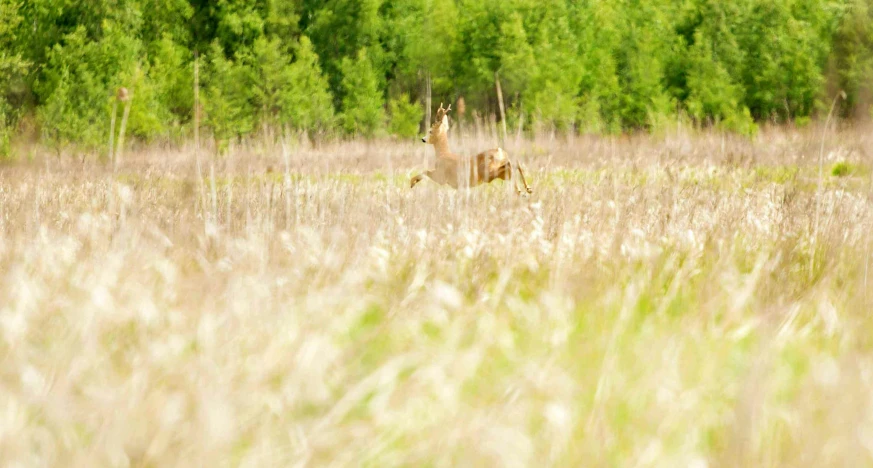 a deer standing in a field filled with tall grass