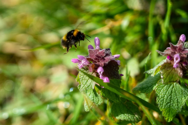 a yellow and black bee flying past some pink flowers