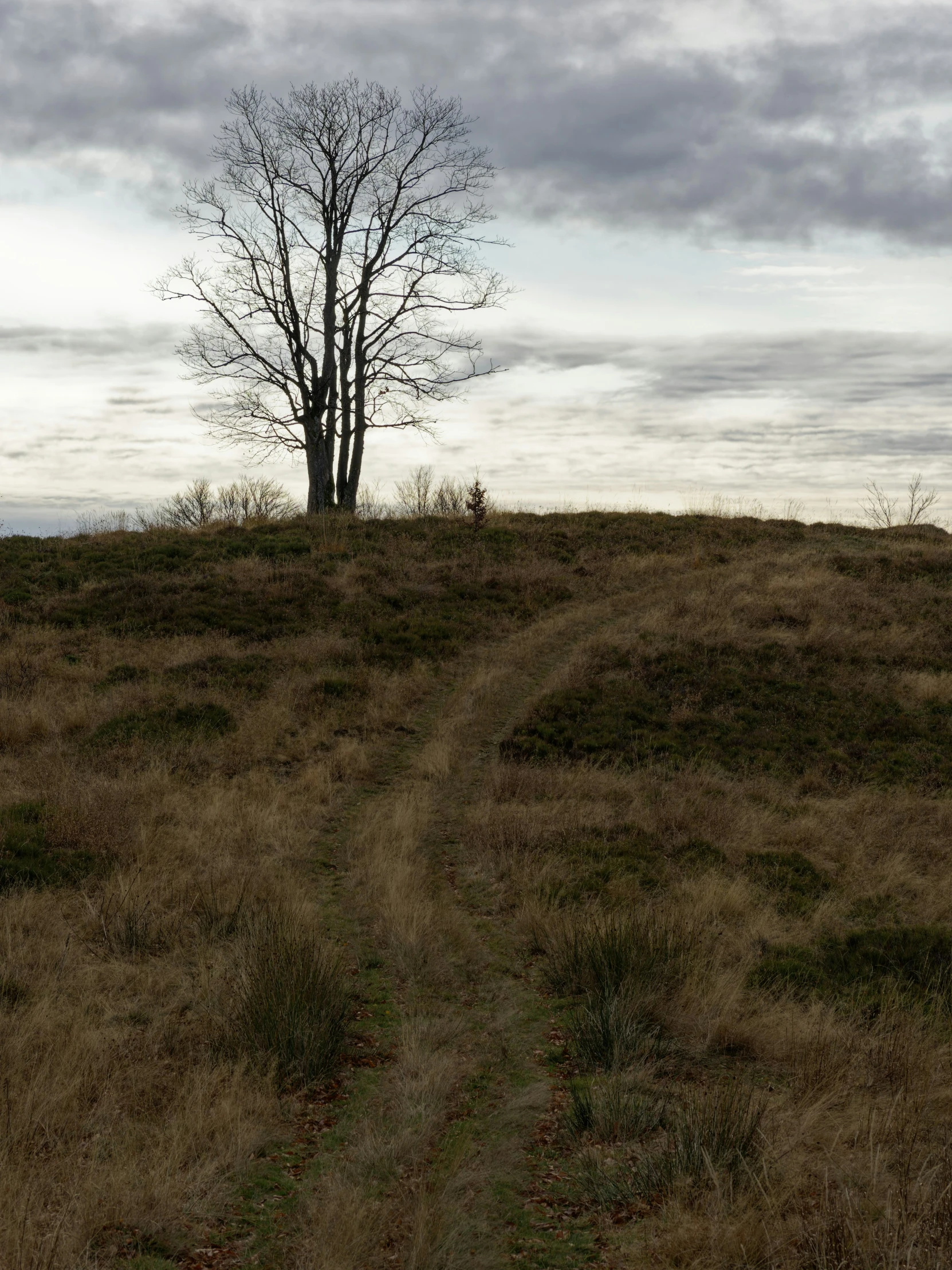 a lone tree stands on a hill with no leaves