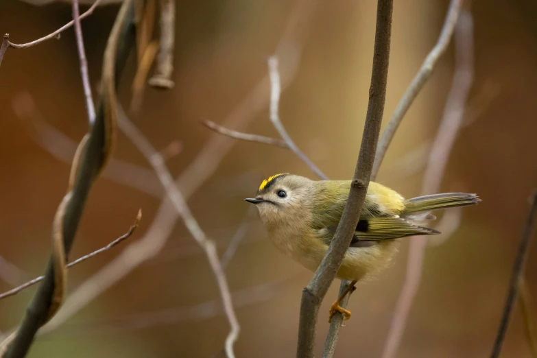 the small bird is perched on the twig in the tree