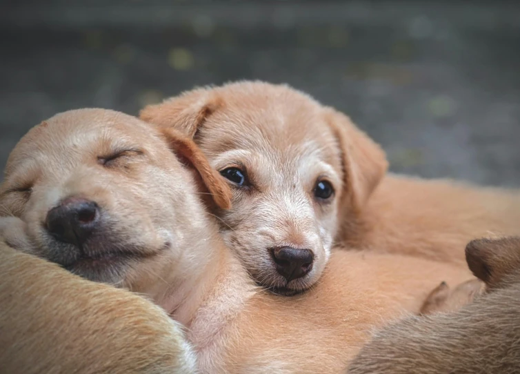 two brown dogs sleeping on top of each other