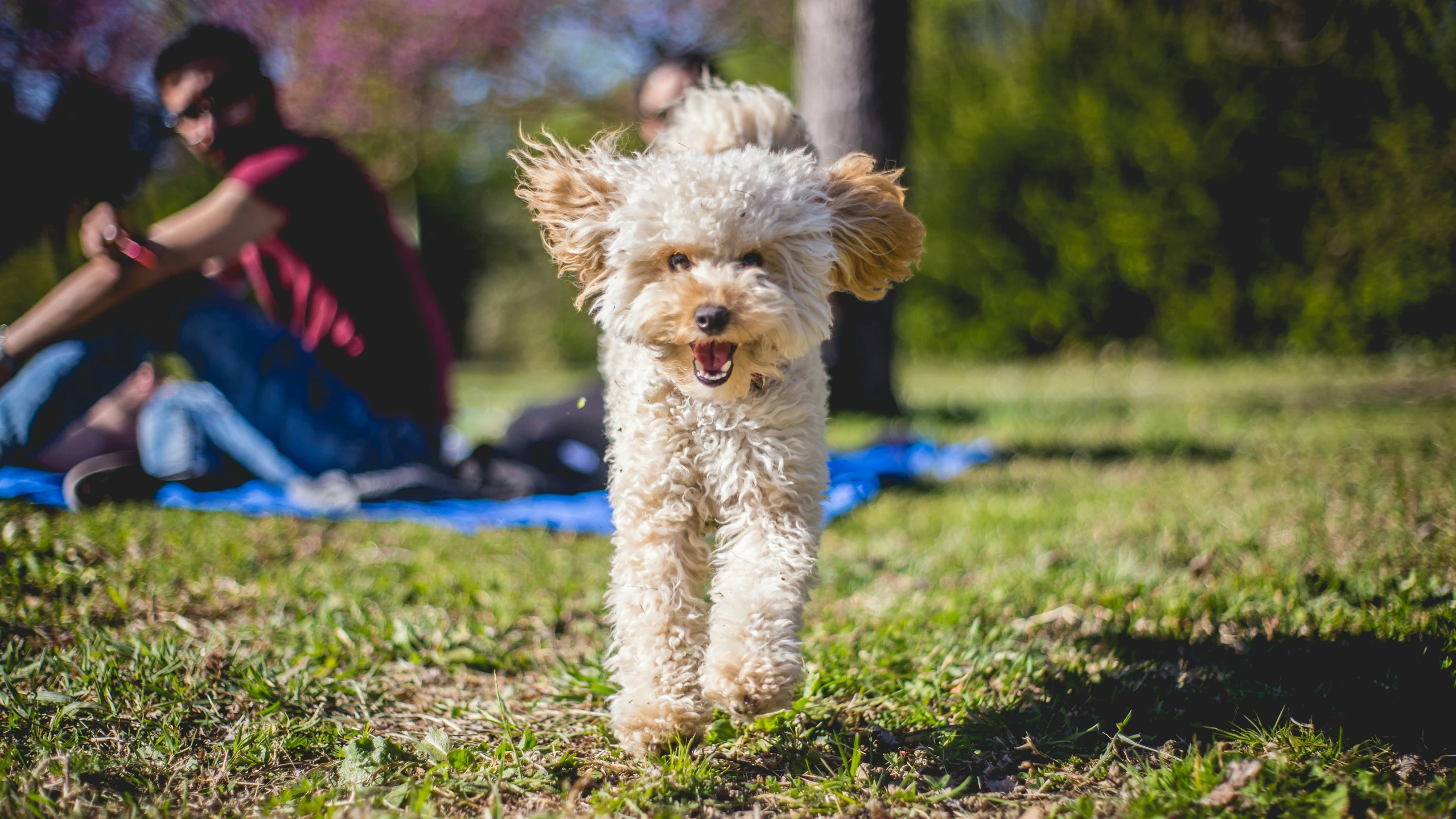 white dog running in grassy field with people watching