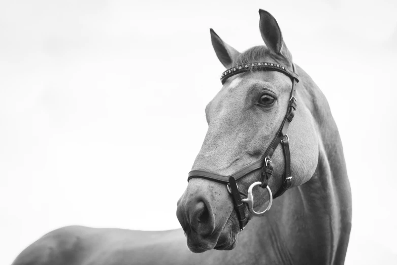 a brown horse standing next to a white wall