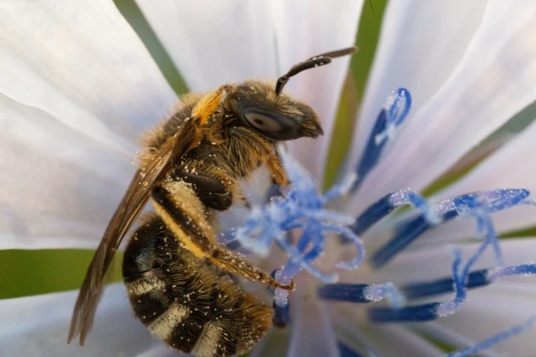 a bee sitting on the center of a large white flower