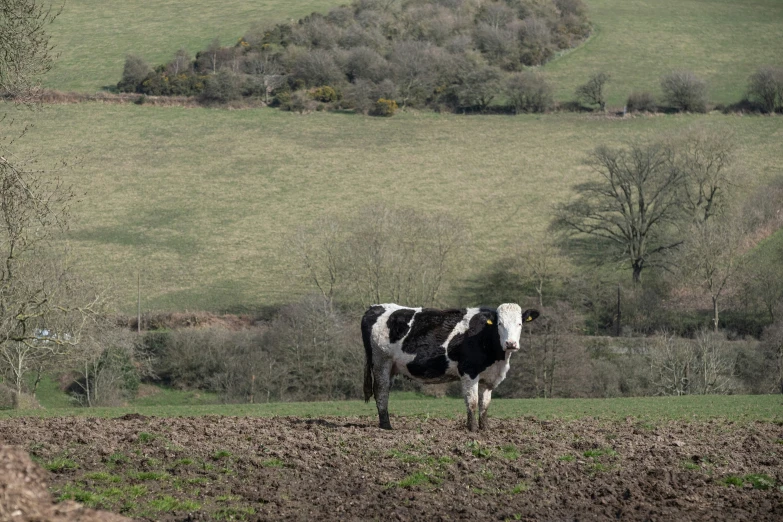 a black and white cow standing in a field